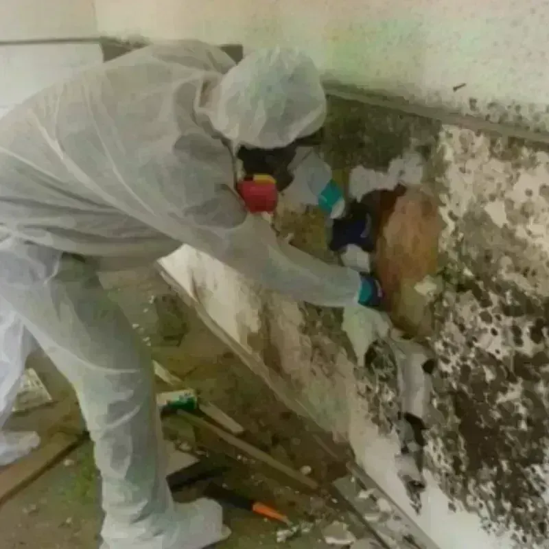 Mold Remediation and Removal in Walpole, MA